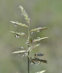 Eragrostis nindensis