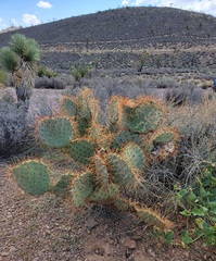 Opuntia × curvispina
