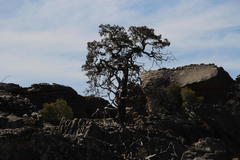 Widdringtonia wallichii