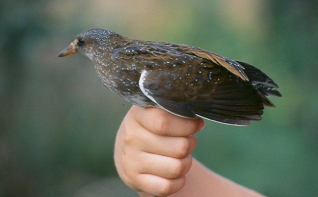 Spotted Crake