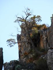 Widdringtonia wallichii