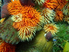 Pseudactinia flagellifera
