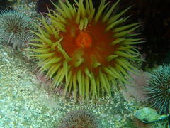 Pseudactinia flagellifera