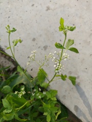 Sium latifolium
