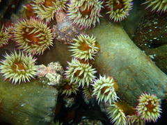 Pseudactinia flagellifera