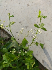 Sium latifolium