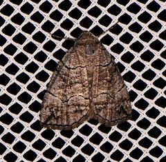Dysbatus singularis