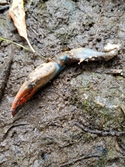 Astacoidea