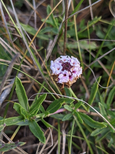 Image of Phyla cuneifolia by (c) Alaina Krakowiak, some rights reserved (CC BY)
