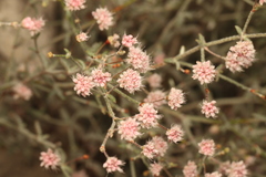 Eriogonum angulosum