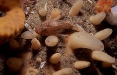Coccotropsis gymnoderma