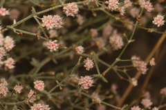 Eriogonum angulosum
