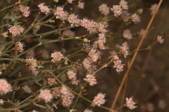 Eriogonum angulosum
