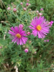 Symphyotrichum novae-angliae