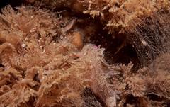 Coccotropsis gymnoderma