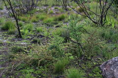 Asparagus rubicundus