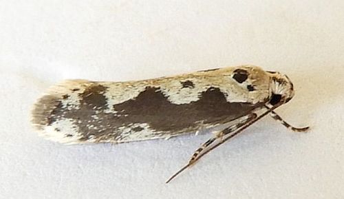 Ethmia hodgesella photo 2