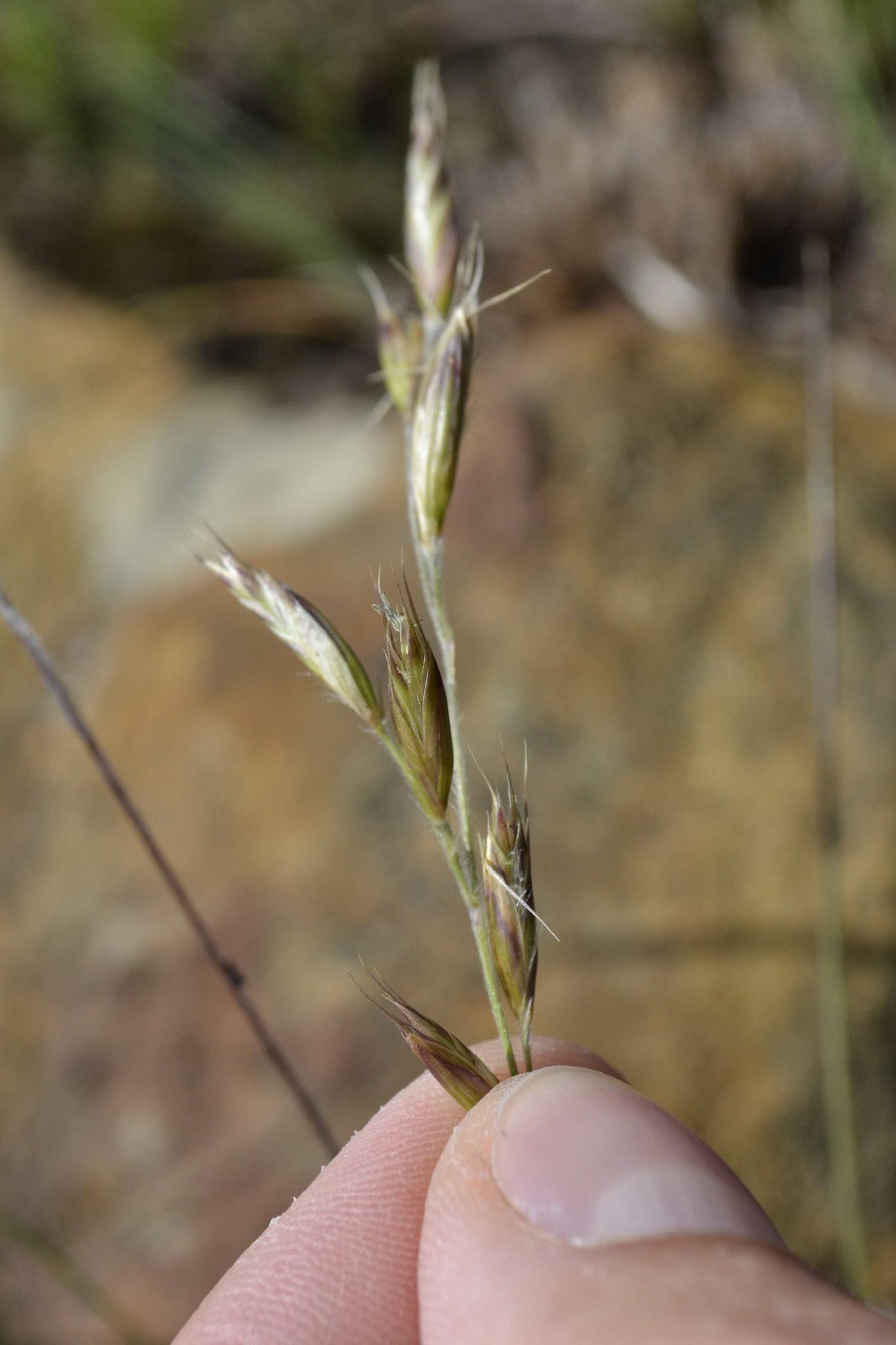 Merxmuellera stereophylla