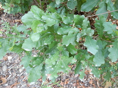 Quercus sinuata breviloba