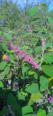 Salvia lasiantha