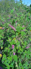 Salvia lasiantha