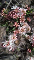Calytrix alpestris