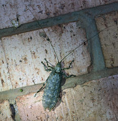 Cymatomera denticollis