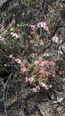 Calytrix alpestris
