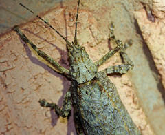 Cymatomera denticollis