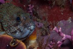 Acanthistius sebastoides