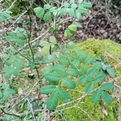 Hippocrepis emerus emerus