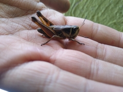 Orthoptera
