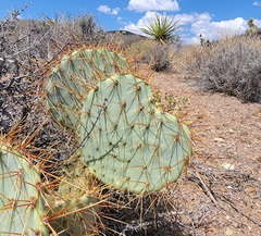 Opuntia × curvispina