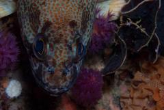 Acanthistius sebastoides