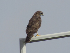 Buteo buteo