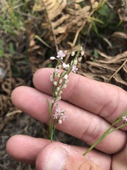 Polygonella articulata