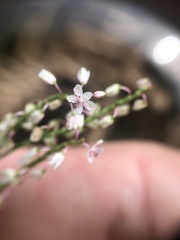 Polygonella articulata
