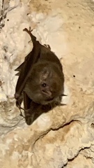 Peropteryx macrotis