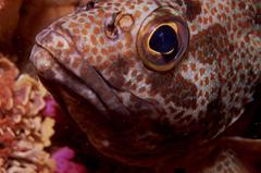 Acanthistius sebastoides