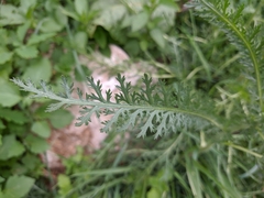 Achillea pannonica