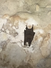 Peropteryx macrotis