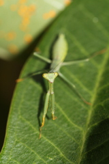 Tarachomantis