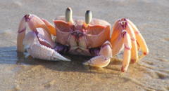 Ocypode ryderi