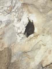 Peropteryx macrotis
