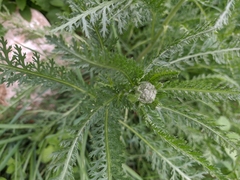 Achillea pannonica
