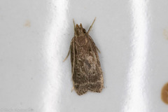 Helcystogramma melantherella