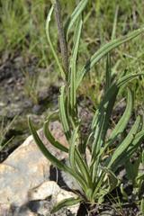 Senecio discodregeanus