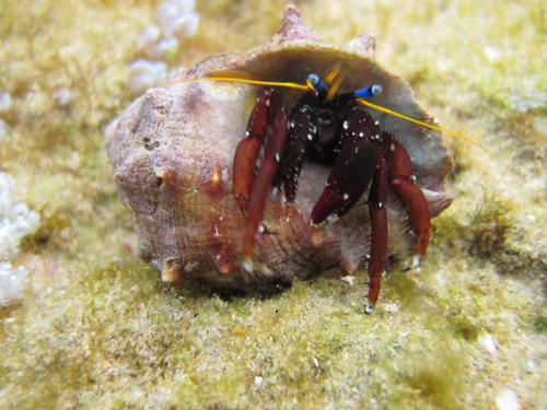 Calcinus morgani