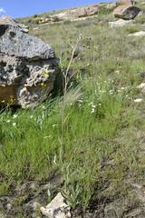 Senecio discodregeanus