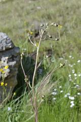 Senecio discodregeanus